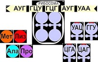 Модель-аппликация "Биосинтез белка" (ламинированная) - fgospostavki.ru - Каменск-Уральский
