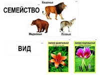 Модель-аппликация "Классификация растений и животных" (ламинированная) - fgospostavki.ru - Каменск-Уральский