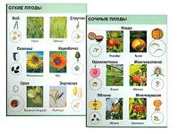 Коллекция "Семена и плоды" - fgospostavki.ru - Каменск-Уральский