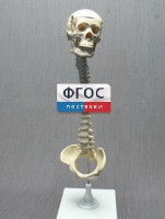 Модель "Позвоночник с черепом и тазом" - fgospostavki.ru - Каменск-Уральский