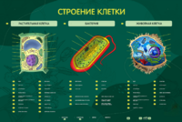 Электрифицированный стенд "Строение клетки" с маркерными полями - fgospostavki.ru - Каменск-Уральский