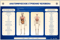 Электрифицированный стенд-тренажер c макетом скелета "Анатомическое строение человека" - fgospostavki.ru - Каменск-Уральский