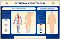 Электрифицированный стенд-тренажер "Остановка кровотечения" - fgospostavki.ru - Каменск-Уральский