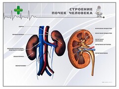 Стенд "Строение почки человека" - fgospostavki.ru - Каменск-Уральский