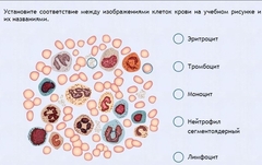 Интерактивные курсы. Биология 11 класс. Расширенный. - fgospostavki.ru - Каменск-Уральский