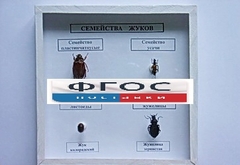 Коллекция "Семейство жуков" - fgospostavki.ru - Каменск-Уральский