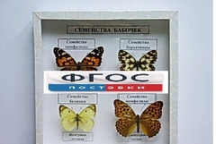 Коллекция "Семейство бабочек" - fgospostavki.ru - Каменск-Уральский