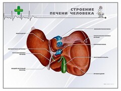 Стенд "Строение печени человека" - fgospostavki.ru - Каменск-Уральский