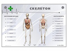 Электрифицированный стенд-тренажер "Скелетон" - fgospostavki.ru - Каменск-Уральский