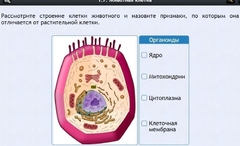 Интерактивные курсы. Биология 8 класс. Базовый - fgospostavki.ru - Каменск-Уральский