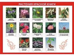 Таблица демонстрационная "Растения Красной книги" (винил 100*140) - fgospostavki.ru - Каменск-Уральский