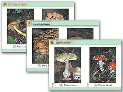 Комплект таблиц раздаточных "Грибы съедобные и несъедобные" (цветные, ламинированные, А4, 8 штук) - fgospostavki.ru - Каменск-Уральский