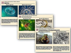 Комплект таблиц раздаточных "Ядовитые животные" - fgospostavki.ru - Каменск-Уральский