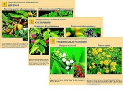 Гербарий фотографический "Ядовитые растения" - fgospostavki.ru - Каменск-Уральский