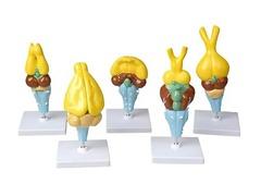 Комплект моделей строения мозга позвоночных - fgospostavki.ru - Каменск-Уральский