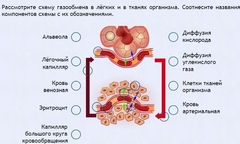 Интерактивные курсы. Биология 9 класс. Расширенный. - fgospostavki.ru - Каменск-Уральский