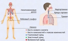 Интерактивные курсы. Биология 9 класс. Базовый. - fgospostavki.ru - Каменск-Уральский