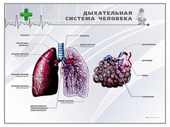 Стенд "Дыхательная система человека" - fgospostavki.ru - Каменск-Уральский