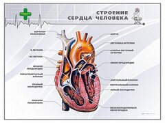 Стенд "Строение сердца человека" - fgospostavki.ru - Каменск-Уральский