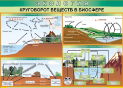 Таблица "Круговорот веществ в биосфере" (100х140 сантиметров, винил) - fgospostavki.ru - Каменск-Уральский