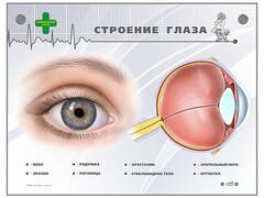 Интерактивный стенд "Строение глаза" - fgospostavki.ru - Каменск-Уральский