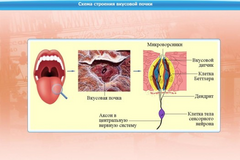 Интерактивные курсы. Биология 10 класс. Базовый. - fgospostavki.ru - Каменск-Уральский