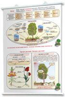 Плакаты по природоведению 2-3 классы. Для оформления кабинета. - fgospostavki.ru - Каменск-Уральский