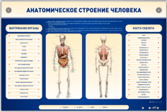 Электрифицированный стенд-тренажер c макетом скелета "Анатомическое строение человека" - fgospostavki.ru - Каменск-Уральский