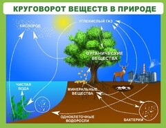 Стенд "Круговорот веществ" - fgospostavki.ru - Каменск-Уральский