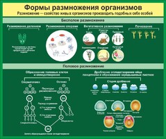 Стенд "Формы размножения организмов" - fgospostavki.ru - Каменск-Уральский