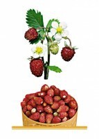 Комплект карточек "Запоминай, играй, считай" - Ягоды - fgospostavki.ru - Каменск-Уральский