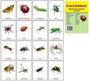Раздаточные карточки "Насекомые" - fgospostavki.ru - Каменск-Уральский