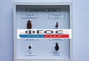 Коллекция "Семейство жуков" - fgospostavki.ru - Каменск-Уральский