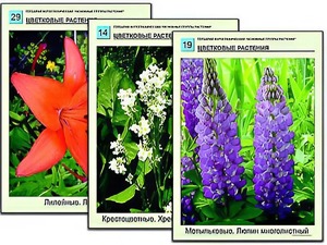 Гербарий фотографический "Основные группы растений" - fgospostavki.ru - Каменск-Уральский