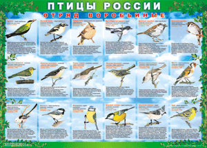 Комплект таблиц "Птицы России (4 листа)" (100х140 сантиметров, винил) - fgospostavki.ru - Каменск-Уральский