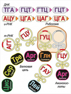 Модель-аппликация Биосинтез белка - fgospostavki.ru - Каменск-Уральский