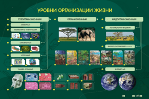 Электрифицированный стенд "Уровни организации жизни" - fgospostavki.ru - Каменск-Уральский