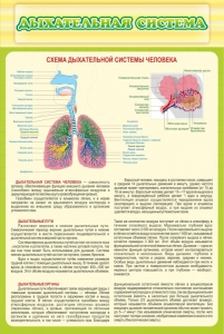 Стенд "Дыхательная система" - fgospostavki.ru - Каменск-Уральский