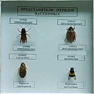 Коллекция энтомологическая "Представители отряда насекомых" - fgospostavki.ru - Каменск-Уральский