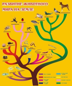 Стенд "Развитие животного мира на земле" - fgospostavki.ru - Каменск-Уральский