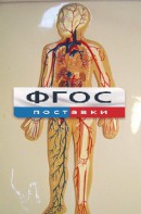 Модель барельефная "Кровеносная система человека" - fgospostavki.ru - Каменск-Уральский