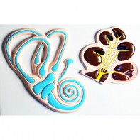 Модель барельефная "Ухо человека". Вариант 2 - fgospostavki.ru - Каменск-Уральский