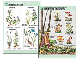 Комплект таблиц "Окружающий мир. Грибы. Растительный мир" (12 таблиц, А1, ламинированные) - fgospostavki.ru - Каменск-Уральский