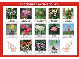 Таблица демонстрационная "Растения Красной книги" (винил 70*100) - fgospostavki.ru - Каменск-Уральский