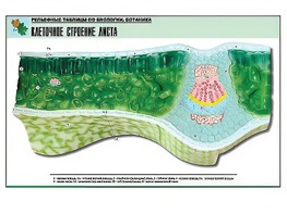Рельефная таблица "Клеточное строение листа" (формат А1, матовое ламинирование) - fgospostavki.ru - Каменск-Уральский