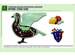 Рельефная таблица "Внутреннее строение голубя" (формат А1, матовое ламинирование) - fgospostavki.ru - Каменск-Уральский