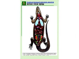 Рельефная таблица "Внутреннее строение ящерицы" (формат А1, матовое ламинирование) - fgospostavki.ru - Каменск-Уральский
