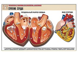 Рельефная таблица "Строение сердца" (формат А1, матовое ламинирование) - fgospostavki.ru - Каменск-Уральский