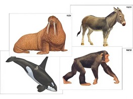 Модель-аппликация "Разнообразие высших хордовых 2. Млекопитающие" (ламинированная) - fgospostavki.ru - Каменск-Уральский