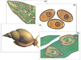 Модель-аппликация "Циклы развития печеночного сосальщика и бычьего цепня" (ламинированная) - fgospostavki.ru - Каменск-Уральский